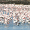 Фламинго прилетают на Кипр перед Рождеством